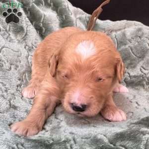 Tank, Mini Goldendoodle Puppy